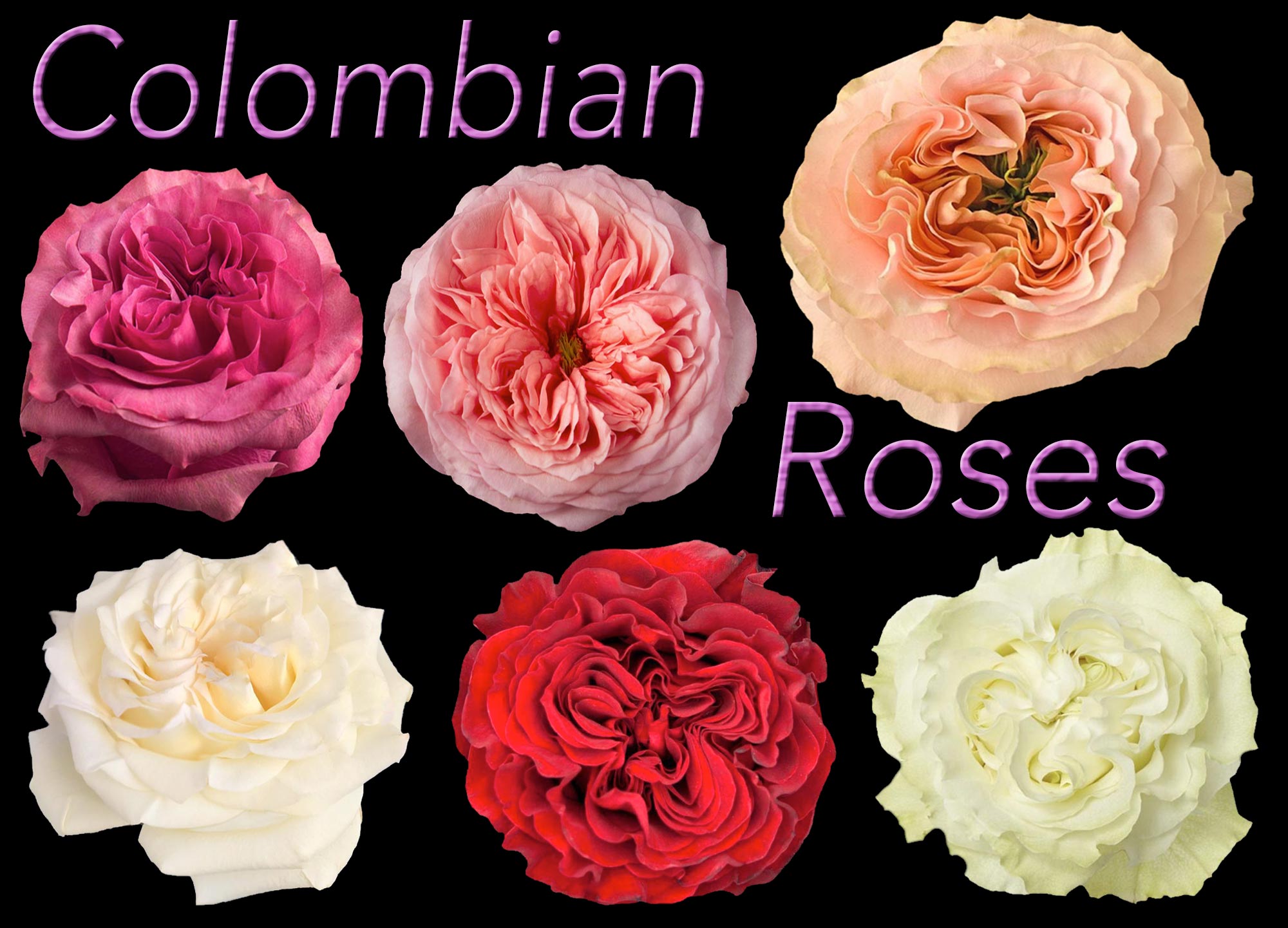 COLOMBIAN ROSES CALOUNDRA SUNSHINE COAST
